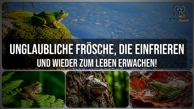 Diese Frösche frieren komplett ein – und erwachen wieder zum Leben!
