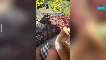 Stray Mama Cat Finds Food and Comfort on Porch