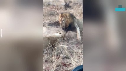 Lion and Lioness Clash in Dramatic Standoff Over Zebra Hunt