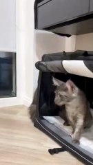 From Tiny Kittens to Big Fluffy Giants! 🐱💖 (Their First Day Home!) #cat #kitty #littlecats #cats #cutecats #cuteanimals #funnycats #funnyanimals #viralcats #viralvideo #catsofdailymotion #dailymotioncats #fyp #catbaby
