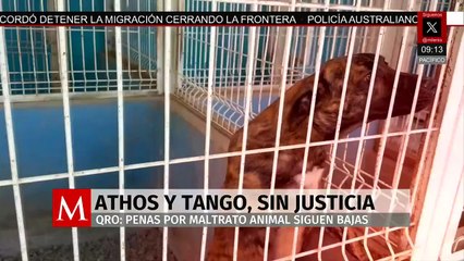 A cuatro años del caso Athos y Tango, persisten bajas condenas por maltrato animal