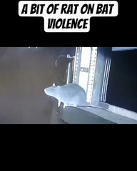 A bit of rat on bat violence 🦇 🔥