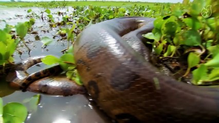 💖AMAZONIE GÉANTE : Les plus puissants prédateurs de la vaste forêt tropicale💖💥ABONNES-TOI STP🙏💖 MERCI 🙏💖💥