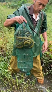 Unbelievable Chinese Fish Catching Techniques That Will Blow Your Mind! 🎣🐟