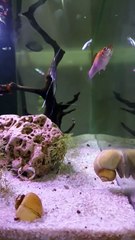 #PlantationTank #aquarium  #guppy #guppyfish #angelfishLets See The World Youtube @AbdulKhan-zg4bd