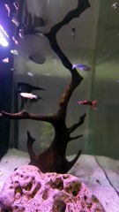 #PlantationTank #aquarium  #guppy #guppyfish #angelfishLets See The World Youtube @AbdulKhan-zg4bd