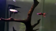 #PlantationTank #aquarium  #guppy #guppyfish #angelfishLets See The World Youtube @AbdulKhan-zg4bd