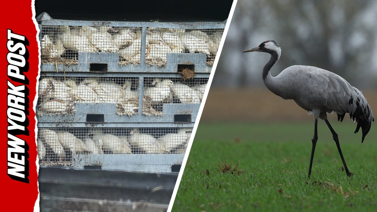 Hundreds of thousands of birds culled in Germany due to devastating bird flu outbreak