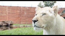 Os animais mais fofos do mundo N•685