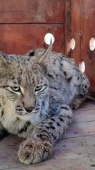 Su kanalında ölmek üzereyken bulunmuştu! Şimdi dağlarda özgürce koşuyor!