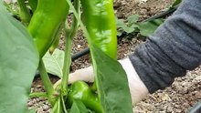 How to harvest green capia peppers?
