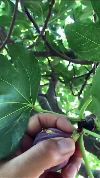 Black fig harvest.