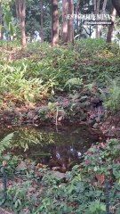 Parque municipal de BH reabre trilha das borboletas