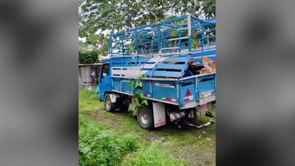 Vendedor ambulante sobrevive a caída de árbol en Jacó