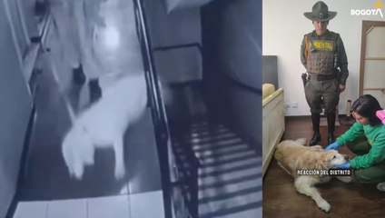 Bogotá rescata a Samanta, víctima de maltrato animal 🐾