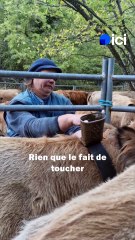 Ces éleveurs catalans frappés par la dermatose bovine retirent les colliers des bêtes avant l'abattage