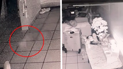 Perrito fallecido visita el altar de Día de Muertos y es captado por las cámaras: "Entonces sí vinieron"