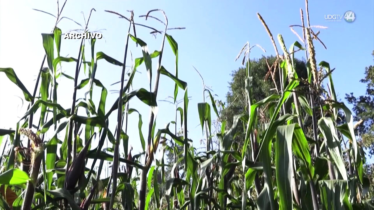 Sader dispuesta a ayudar a maiceros a comercializar, buscan más alternativas