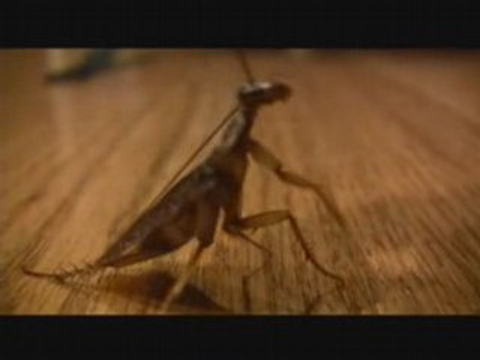 Dying Roach