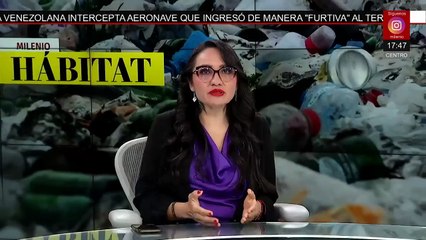 Descubren entre 7 y 10 vaquitas marinas en el Alto Golfo de California | Milenio Hábitat