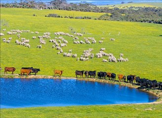 One of KI's blue ribbon sheep farms now has selling price.