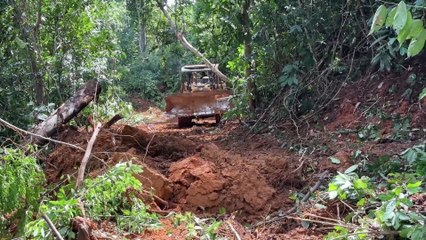 The D6R XL Bulldozer Precisely Smooths Roads in the Plantation