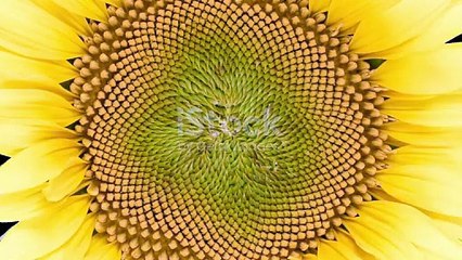Sunflower growing