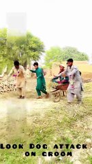 Look Dog attack on groom