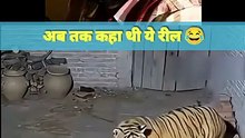 शेर_एक_बिल्ली_से_डर_गया😂।#shorts_#cat_#funny