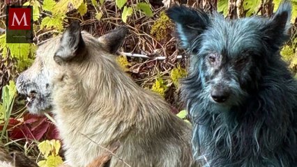 Perros azules en Chernóbil: cuidadores descubren un misterioso fenómeno en la zona prohibida