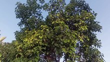 Tree's