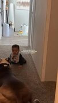 Dog Bursts With Excitement at Sight of His Baby Brother Crawling