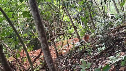 Challenging Mountainous Terrain Cleared by D6R XL Bulldozer