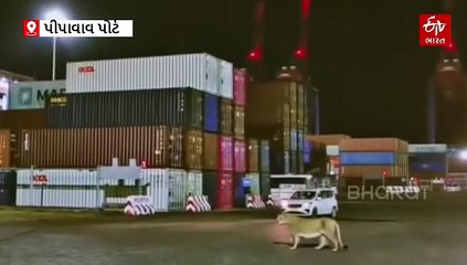 પીપાવાવ પોર્ટ પર સિંહણની 'રોયલ લટાર', જુઓ વાયરલ વીડિયો