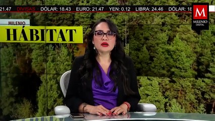 Comunidades costeras del Golfo de México afectadas por actividad petrolera | Milenio Hábitat