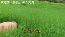黄金牛市终结了？花旗下调目标至 3800，两大关键因素必看