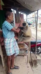 🐒 Funny Monkey Business! Chaos Ensues Over an Apple! 🍎