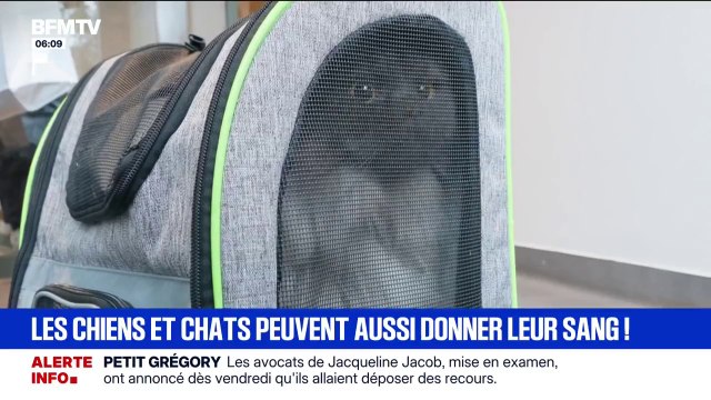 Journée du don du sang animal: les chiens et chats peuvent aussi donner leur sang