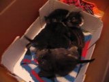Chatons de 3 semaines