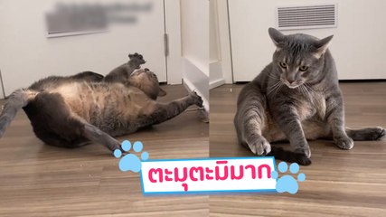 เมื่อต้าวอ้วนเลียขนไม่ถึง กลายเป็นโมเมนต์ตะมุตะมิที่นุดเอ็นดู