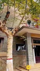 rising again the story of us chinese drama