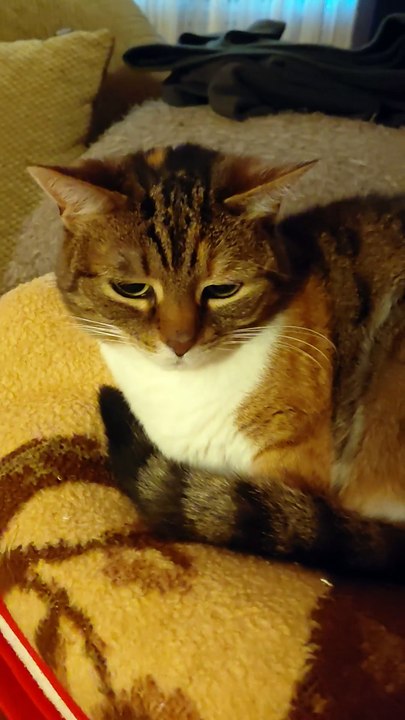 Good Morning! This Cat Woke Up With a Plan...  Sleep More 😻💡#cats #cat #shorts #funny #funnycats #funnyanimals #funniestcats #cutecats #Cuteanimals #goodmorning #morning #plan #viralcats #viralvideo #fyp