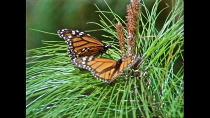 Où en êtes-vous, João Pedro Rodrigues ? | movie | 2016 | Official Trailer