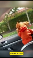 Funny Dogs 😂🐶 | Hilarious Dog Moments You Can’t Stop Watching! 🐾❤️