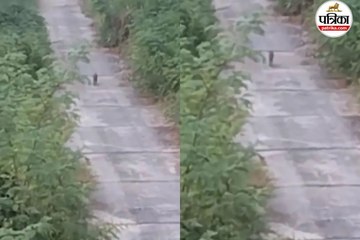 तेंदुए के दिखने से हड़कंप