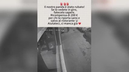 Il video del furto del panda a Bologna: il ristorante cinese darà una ricompensa a chi lo ritrova