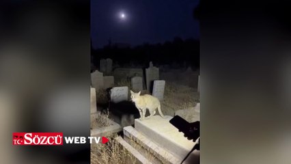 “Allahu Ekber” diyen kedi milyonlarca kez izlendi! Gerçek bambaşka çıktı
