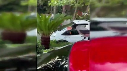Poğaçayla besledi, 10 lirasını kaptırdı! Hatay’daki karganın akıl dolu hareketi güldürdü