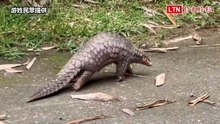 馬路驚見「萌獸」落單！南投仁愛鄉民眾助穿山甲重返山林