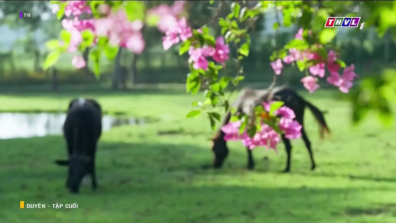 DUYÊN - TẬP 78 - TẬP CUỐI - PHIM VIỆT NAM THVL1 - PHIM DUYEN - TAP CUOI